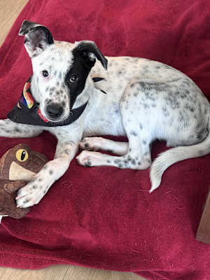 Domino - Photo 2