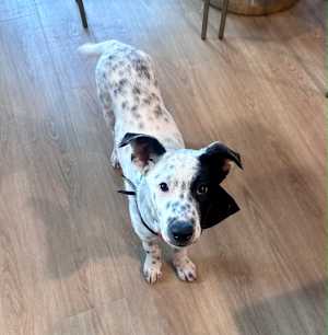 Domino - Photo 3