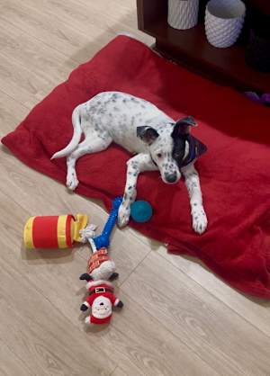 Domino - Photo 4