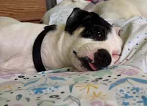 Blaze - Photo 3