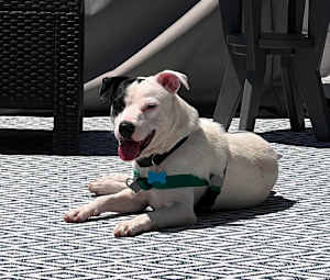 Blaze - Photo 4