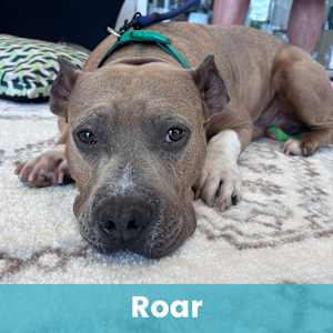 Roar - Photo 1