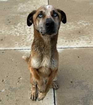 Pumpkin Muffin - Photo 4