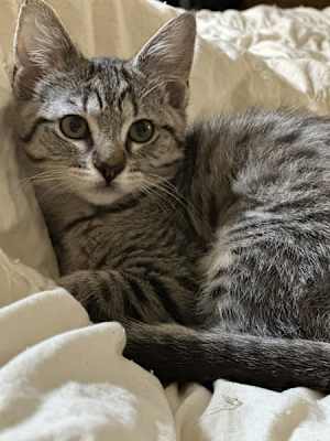 Megatron - Photo 1