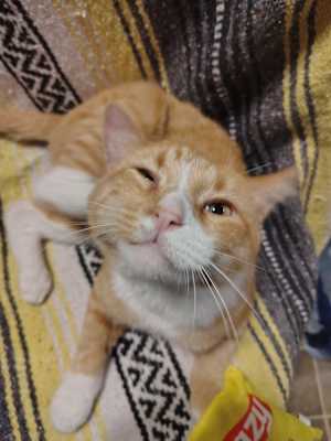 Morris - Photo 1