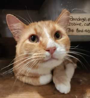 Morris - Photo 3