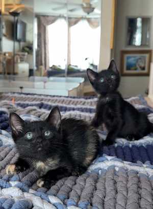 Trixie and Jujubee - Photo 2