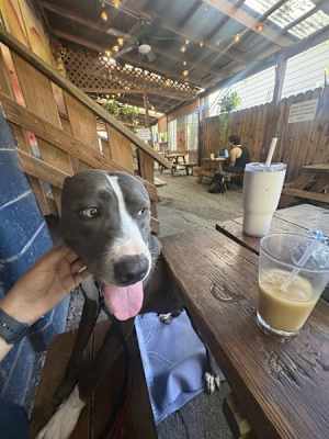 Junie - Photo 3