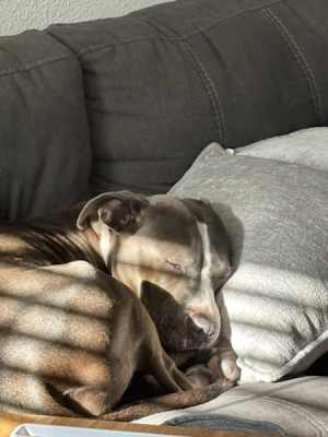 Junie - Photo 4