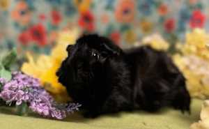 Mocha - Photo 1