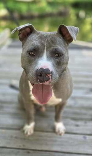 Hank - water dog:) - Photo 1