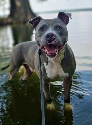 Hank - water dog:) - Photo 2
