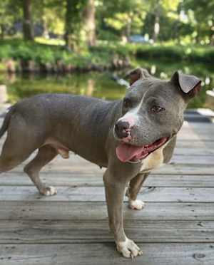 Hank - water dog:) - Photo 4