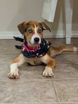 Daisy - Photo 4