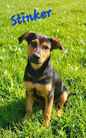 Stinker - Photo 1