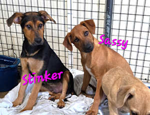 Stinker - Photo 4