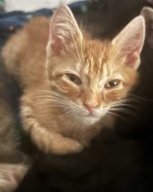 Mithune - Photo 1