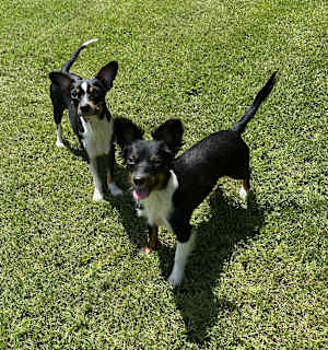 Trixie - Photo 3