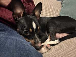 Trixie - Photo 4