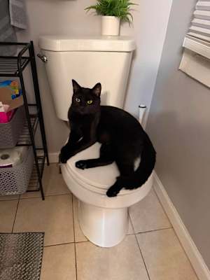 Onyx - Photo 2