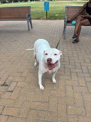 Prissy - Photo 1