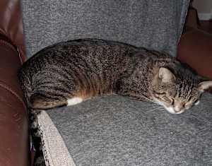 Buddy - Photo 2
