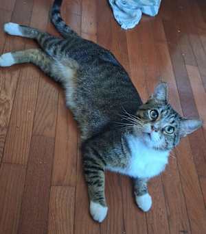 Buddy - Photo 4