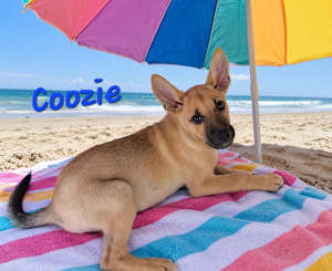 Coozie ~ best ears 🏆 - Photo 3