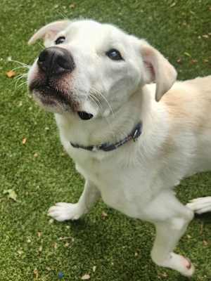 Rufus - Photo 4