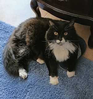 Oreo 7 - Photo 2