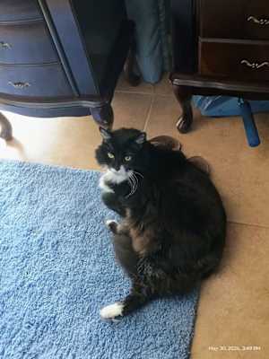 Oreo 7 - Photo 3