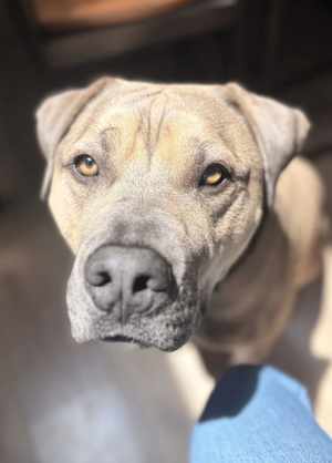 Koda(CP) - Photo 3