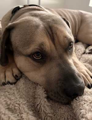 Koda(CP) - Photo 4