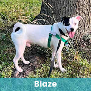 Blaze - Photo 1