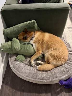 Bobo - Photo 2