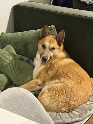 Bobo - Photo 3