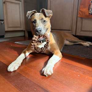 Artemis - Photo 1