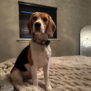 Ridglan Beagles (M/F) - Photo 1