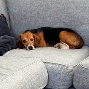 Ridglan Beagles (M/F) - Photo 4