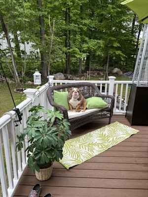 Blake Buttercup - Photo 3