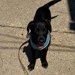 Bramble - Photo 3