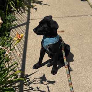Bramble - Photo 4