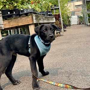 Bramble - Photo 6