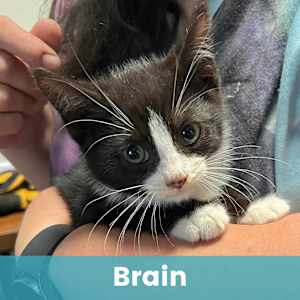 Brain - Photo 1