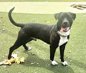 Rumble - Photo 4