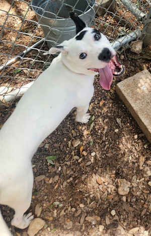 Rollo - Photo 4