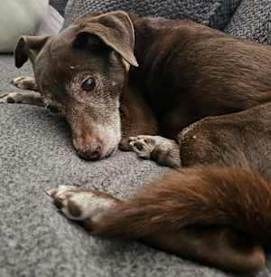 Ranger - Photo 3