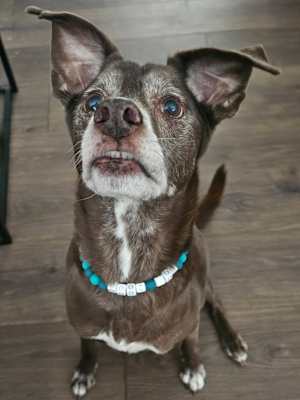 Ranger - Photo 4
