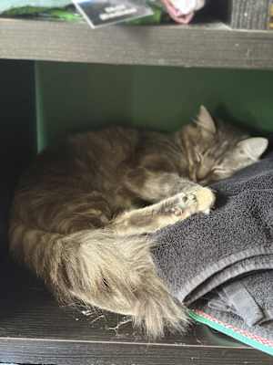 Mozzarella - Photo 2