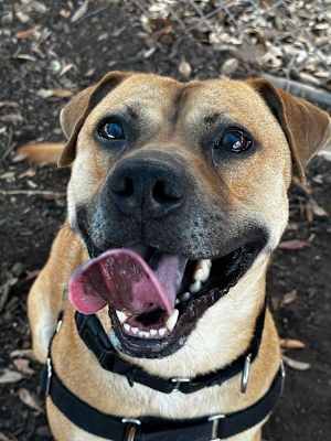 Rosco - Photo 3